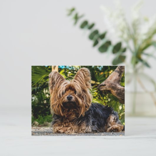 Yorkshire Terrier dog Briefkaart (Staand voorkant)
