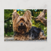 Yorkshire Terrier dog Briefkaart (Voorkant)