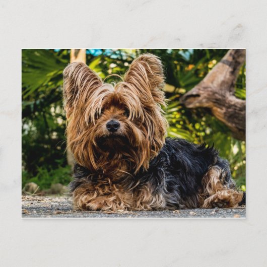 Yorkshire Terrier dog Briefkaart (Voorkant)