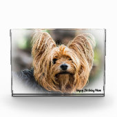 Yorkshire Terrier Dog. Fotoblokken (Voorkant)