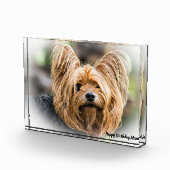 Yorkshire Terrier Dog. Fotoblokken (Rechts)