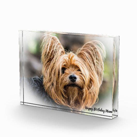 Yorkshire Terrier Dog. Fotoblokken (Rechts)