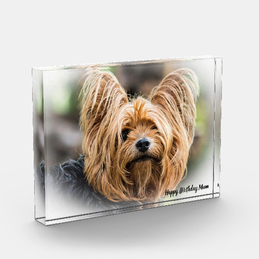 Yorkshire Terrier Dog. Fotoblokken (Links)