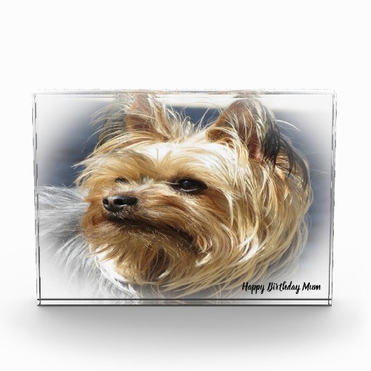 Yorkshire Terrier Dog. Fotoblokken (Voorkant)