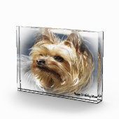 Yorkshire Terrier Dog. Fotoblokken (Rechts)