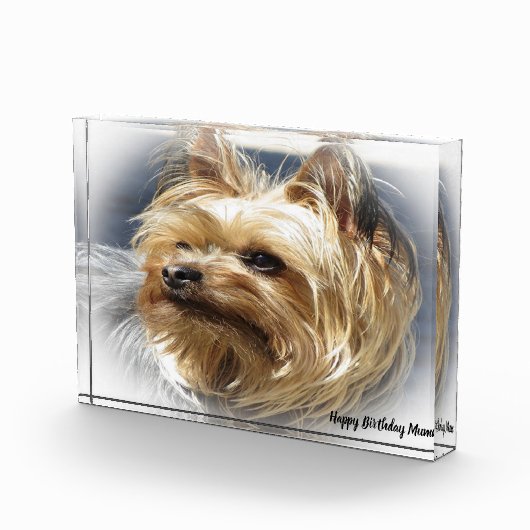 Yorkshire Terrier Dog. Fotoblokken (Rechts)