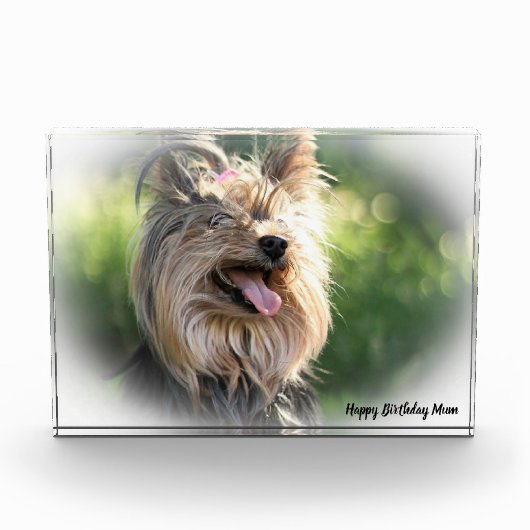 Yorkshire Terrier Dog. Fotoblokken (Voorkant)