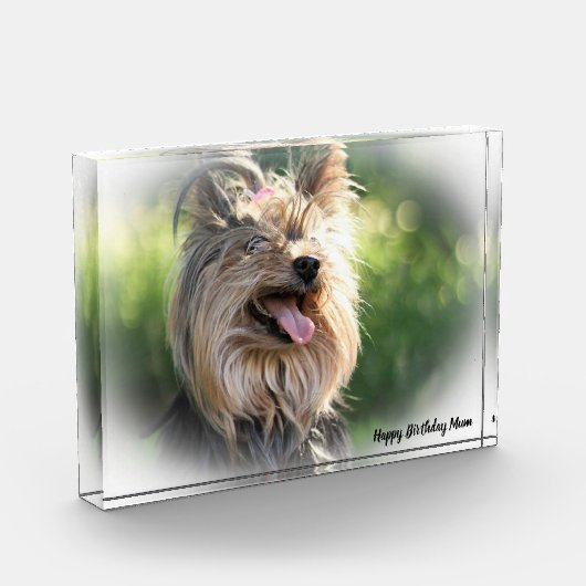 Yorkshire Terrier Dog. Fotoblokken (Links)