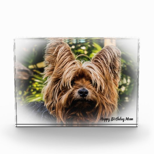 Yorkshire Terrier Dog. Fotoblokken (Voorkant)