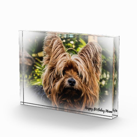 Yorkshire Terrier Dog. Fotoblokken (Rechts)