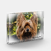 Yorkshire Terrier Dog. Fotoblokken (Links)