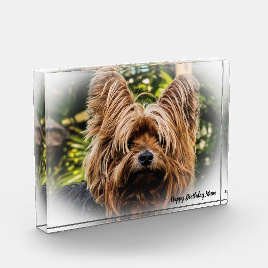 Yorkshire Terrier Dog. Fotoblokken (Links)