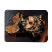 Yorkshire Terrier Dog Magneet (Horizontaal)