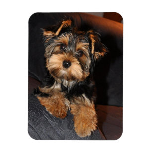 Yorkshire Terrier Dog Magneet