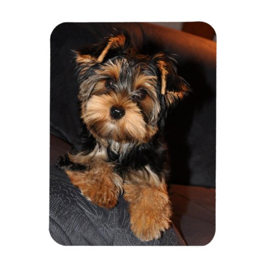 Yorkshire Terrier Dog Magneet (Verticaal)