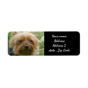 Yorkshire Terrier Etiket