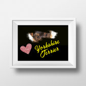 Yorkshire Terrier Eyes Solid Color Poster