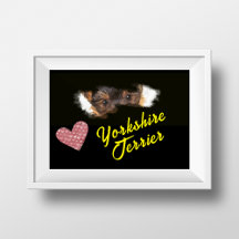 Yorkshire Terrier Eyes Solid Color Poster