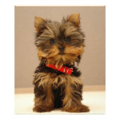 Yorkshire Terrier Foto Afdruk (Voorkant)