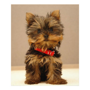 Yorkshire Terrier Foto Afdruk