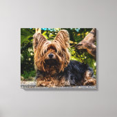 Yorkshire Terrier Foto canvas wandkunst (Voorkant)