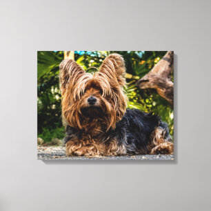 Yorkshire Terrier Fotodoek kunst aan de muur Canvas Afdruk