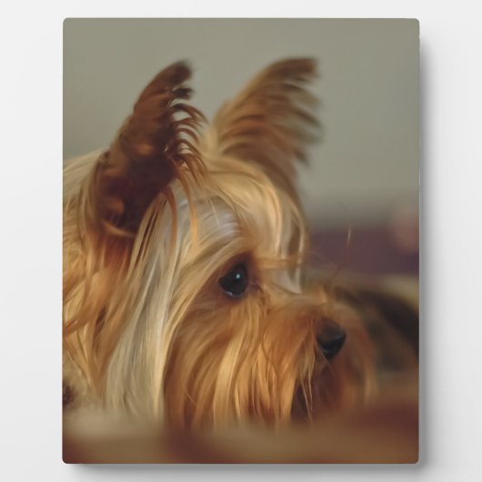 Yorkshire Terrier Fotoplaat (Voorkant)
