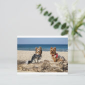 yorkshire-terrier groep op strand briefkaart (Staand voorkant)