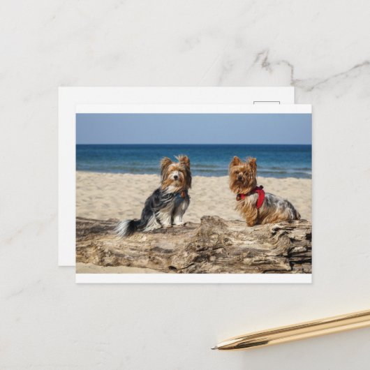 yorkshire-terrier groep op strand briefkaart (Voorkant / Achterkant in situ)