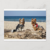 yorkshire-terrier groep op strand briefkaart (Voorkant)