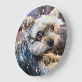 Yorkshire Terrier Grote Klok (Hoek)