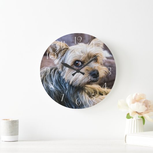 Yorkshire Terrier Grote Klok (Huis)