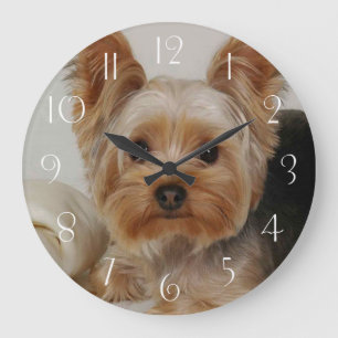 Yorkshire Terrier Grote Klok