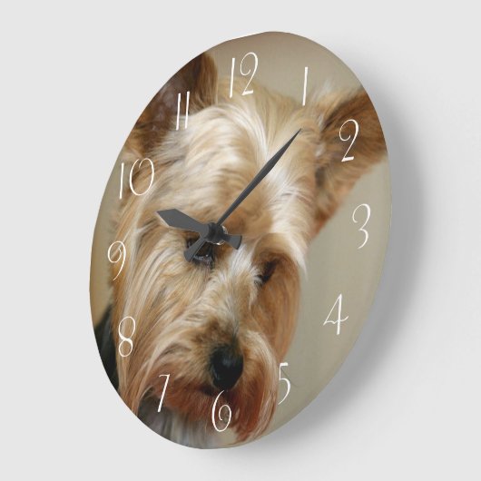 Yorkshire Terrier Grote Klok (Hoek)