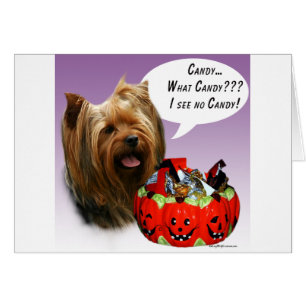 Yorkshire Terrier Halloween Snoep