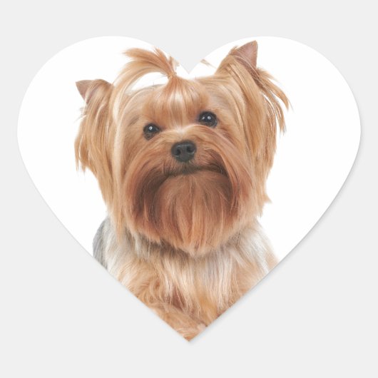 Yorkshire Terrier Hart Sticker (Voorkant)