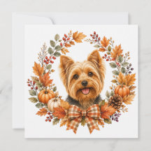 Yorkshire Terrier Herfst