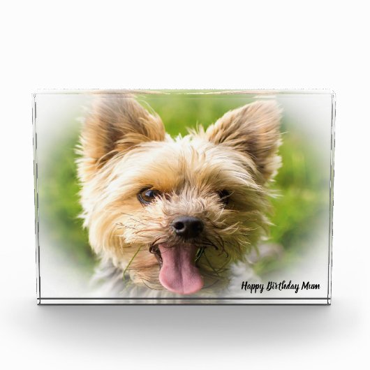 Yorkshire Terrier hond. Fotoblokken (Voorkant)