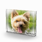 Yorkshire Terrier hond. Fotoblokken (Rechts)
