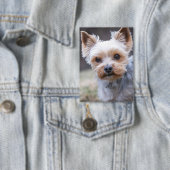 Yorkshire Terriër, Hond, Huisdier Button (Insitu)