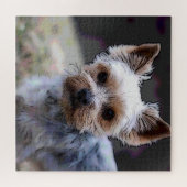 Yorkshire Terriër, Hond, Huisdier Legpuzzel (Horizontaal)