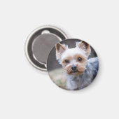 Yorkshire Terriër, Hond, Huisdier Magneet (Voorkant / Achterkant)