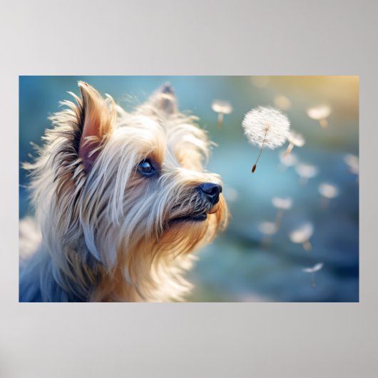 Yorkshire Terrier Hond Huisdier Poster (Voorkant)