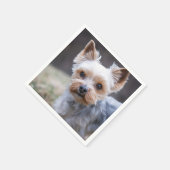 Yorkshire Terriër, Hond, Huisdier Servet (Hoek)