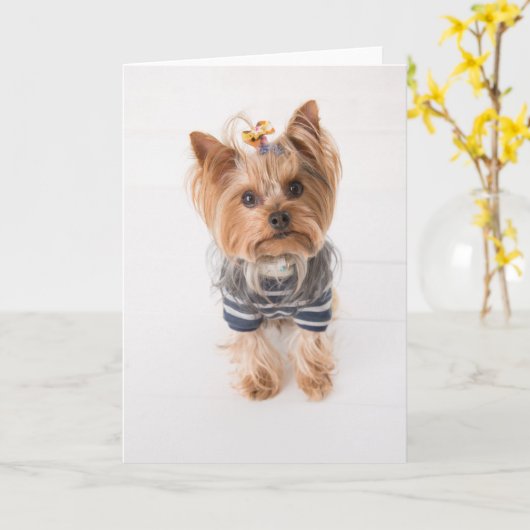 Yorkshire terriër in trui kaart (Gele Bloem)