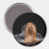 Yorkshire Terrier in zwart-wit Magneet (Voorkant / Achterkant)
