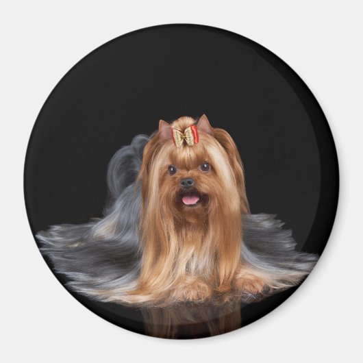 Yorkshire Terrier in zwart-wit Magneet (Voorkant)