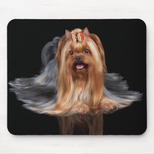 Yorkshire Terrier in zwart-wit Muismat (Voorkant)