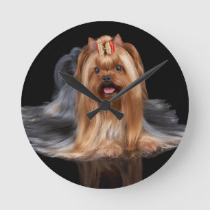 Yorkshire Terrier in zwart-wit Ronde Klok