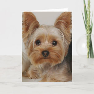 Yorkshire Terrier Kaart